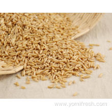 Oat Rice Recipe